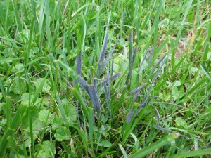 Common turf slime mold Mucilago spp.