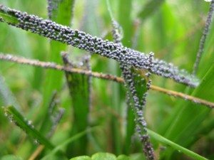 Small sacks form along blades of grass, dry in the breeze and open to release spores.